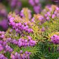 Wrzośce, wrzosy - Erica, Calluna