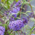 Budleje - Buddleja