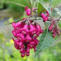 Budleje botaniczne