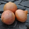 Cebula dymka