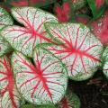 Kaladium -caladium