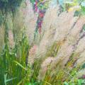 Trzcinniki - Calamagrostis