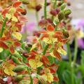 Storczyki ogrodowe - Calanthe