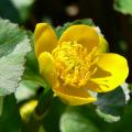Kniecie - Caltha