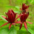 Kielichowce - Calycanthus