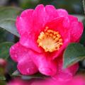 Kamelie jesienne - Camellia sasanqua