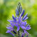 Kamasje - Camassia