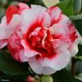 Kamelie - Camellia