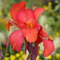 Kanny - Canna