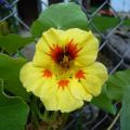 Nasturcje - Tropaeolum