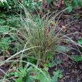 Turzyce - Carex