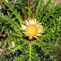 Dziewięćsił - Carlina