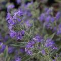 Barbule - Caryopteris