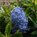 Pruszniki - Ceanothus