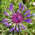 Chabry - Centaurea