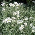 Rogownice - Cerastium