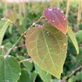 Grujeczniki - Cercidiphyllum