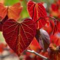 Judaszowce - Cercis