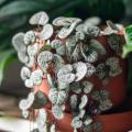 Ceropegie - Ceropegia