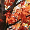 Dęby czerwone - Quercus rubra