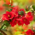 Pigwowce - Chaenomeles