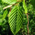 Graby - Carpinus