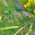Obiedki - Chasmanthium