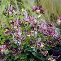 Wiciokrzewy - Lonicera