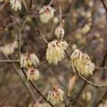 Zimokwiaty - Chimonanthus
