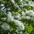 Śniegowce - Chionanthus