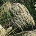 Chionokloe - Chionochloa