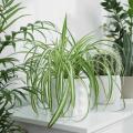 Zielistki - Chlorophytum