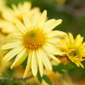 Chryzantemy żółte lub pomarańczowe
