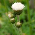 Ostrżenie Cirsium