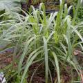Trawy cytrynowe i ine rośliny o cytynowym aromacie