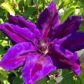 Powojniki fioletowe, liliowe i purpurowe