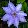 Powojniki - Clematis