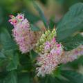 Orszeliny - Clethra