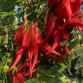 Kliantusy - Clianthus