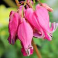 Serduszka okazałe - Dicentra