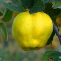 Pigwy (cydonia oblonga), pigwowce (chaenomeles japonica)