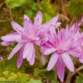 Zimowity - Colchicum