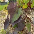 Kolokazje - Colocasia