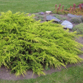 Iglaste płożące
