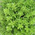 Koprosmy -coprosma