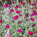 Firletki kwieciste - Lychnis coronaria