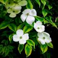 Derenie - Cornus