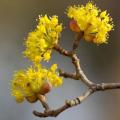 Derenie owocowe: derenie jadalne i derenie lekarskie - Cornus