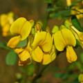 Cieciorki - Coronilla