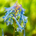 Kokorycze - Corydalis
